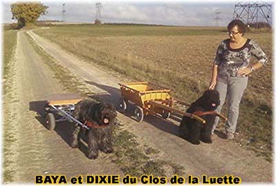 bouvier des flandres et attelage canin - Elevage du Clos de la Luette  -  Copyright depose